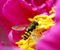Bee Na Flower