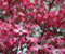 Pink Dogwood fa tavaszi virágzás
