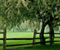 Green Meadow Tree Pagar
