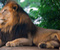 Lion King Of Zoo
