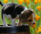 Jarná vôňa Beagle