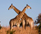 2 Giraffes