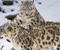 &quot;Snow Leopard 02