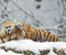 Amur Tiger 01