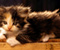Cute Fluffy Kitten