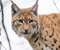 Lynx katės veidą