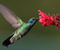 Hummingbird Flower Macro