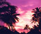 palmu dawn