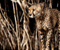 Cheetah Acinonyx коте