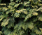 Gjelbër Pisha Tree Leaves