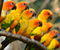 Krásne papagáje Trunk
