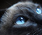 Czarny kot z niebieskimi oczami