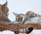 Snow Winter Couple Lynx