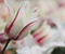Tulip Red White