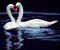 milovník Swan