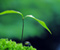 Bimë e gjelbër Zen