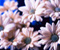 Chrysanthemums 01