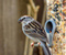 Burung Sparrow