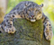 Snow Leopard 03