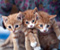 Kittens Ryzhye