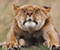 Lioness Potyagusi