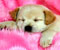 merah jambu puppy