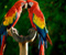 Beo Macaw