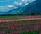 The Field Tulips