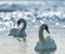 Swans keren