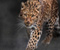 Panthera Pardus 01