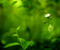 Green Nature Tanaman