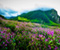 Valley Of Flowers India Images 05
