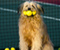 Тенис Dog 01