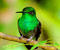 žalias paukštis