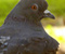 Židinio Pigeon