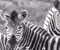 dua zebra
