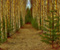 Birch Alley Forest