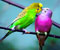 spalvos paukščių