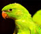 зелений папуга