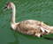 Mladý Swan
