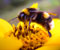 madu lebah