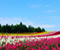 Flower Garden Biei Hokkaido 04