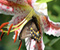 Butterfly Sailboat Polyxene