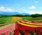 Flower Garden Biei Hokkaido 06