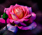 Пелюстки троянд
