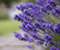 Purple Lavender 01