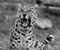 Leopard Грін