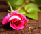 рожева троянда 3