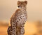 ženy gepard