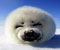tuleních mláďat